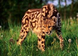 ホワイト チーター降臨 white cheetahs advent 13shoe 高野十座のブログ 希少動物 野生動物 珍しい動物