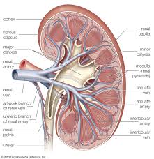 It extends on each side of the neck and divides at the level of the larynx into two branches: Renal System Renal Vessels And Nerves Britannica