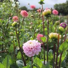 Maybe you would like to learn more about one of these? The Flower Tree Flowers From The Farm