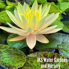 Directions to garden state koi. Jks Water Gardens And Nursery Home Facebook