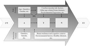 Find out how a healthy lifestyle can help lower your chance of getting dementia when. Pathway Analysis For Plasma B Amyloid Tau And Neurofilament Light Atn In World Trade Center Responders At Midlife Springerlink