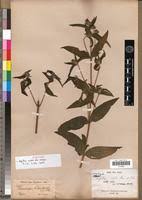 Image result for Aspilia rudis