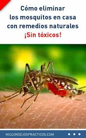 Probablemente ya sepas que los mosquitos ponen sus huevos en zonas de agua estancada. Como Eliminar Los Mosquitos En Casa Con Remedios Naturales Sin Toxicos Eliminar Repelente Mosquitas Natural Vicks Vaporub Mosquito Anti Mosquito