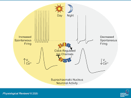 Atomene har en kjerne som består av protoner, nøytroner og elektroner. Ion Channels Controlling Circadian Rhythms In Suprachiasmatic Nucleus Excitability Physiological Reviews