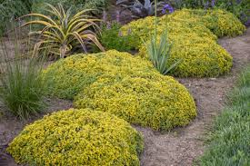 Image result for Sedum