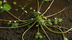 Image result for Nymphoides thunbergiana