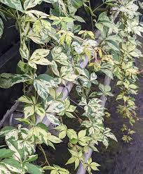 Image result for Parthenocissus quinquefolia