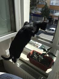 Merakli Kedi Yavru Kediler