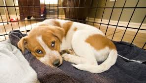 Desde un chiguagua, que te puede lastimar un dedo, hasta los perros grandes y fuertes, cuya mordida por ser mas fuerte puede ser mas peligrosa. Requisitos Para Adoptar Un Perro En Estados Unidos Tramites