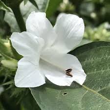 Image result for Barleria albostellata