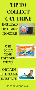 You Can Use Popcorn White Instead Of Nosorb To Collect Cat S Urine Samples Cat Urine Urinal Brain Freeze