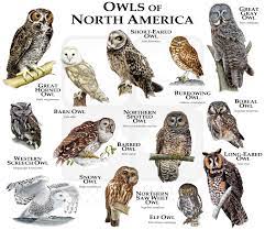 Owls Of North America Poster Print Etsy Western Screech Owl Owl Great Grey Owl