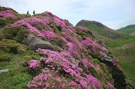 「久住山」の画像検索結果