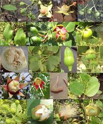 Image result for Sonneratiaceae