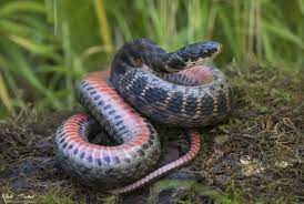 Pin On Inspiration Animals Reptiles Amphibians