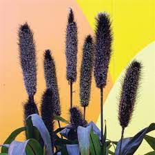 We did not find results for: Purple Baron Ornamental Millet
