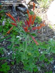 Image result for Dicliptera sp. C