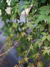 Image result for Parthenocissus quinquefolia