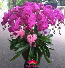 Toko bunga anggrek terpercaya yang menyediakan beragam bentuk rangkaian bunga anggrek yang indah seperti anggrek bulan dan anggrek novelty. Jual Bunga Anggrek Terlengkap Dan Murah Ratu Florist Jakarta