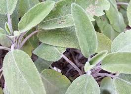 Pin Su Salvia