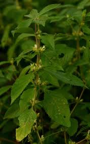 Image result for Duosperma crenatum