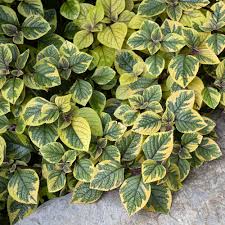 Image result for Plectranthus mandalensis
