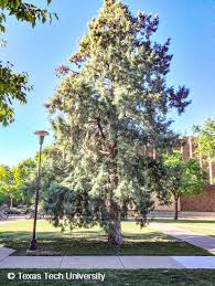 Image result for Cupressus arizonica