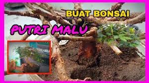 Buah apel berwarna merah, jika sudah masak dan siap untuk dukonsumsi, namun bisa berwarna hijau atau kuning tergantung dari jenisnya. Cara Membuat Bonsai Putri Malu Mimosa Pudica Youtube