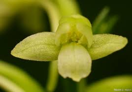 Image result for Rhipidoglossum ovale