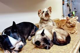 If you'd like to know more about how to prepare your dog for travelling, get some insight into behavioural aspects that need to be taken care of and read about pet bloggers experience they shared with us here how to want to know how much shipping an item or moving a house will cost you? Freeze Dried Pets Last Forever
