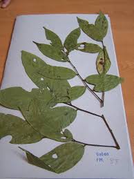 Image result for Cleistanthus schlechteri