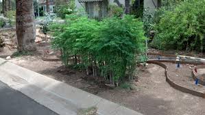 Pin On Varieties For My Garden