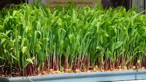 Best Ebb And Flow Hydroponic System Garden Gear Shop