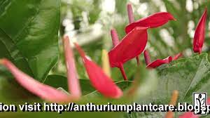Anthurium Care And Problem Solving Anthurium Anthurium Care Anthurium Plant