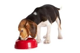 Alimentazione Beagle Quanto Cibo Dargli E Quando Alimentarlo