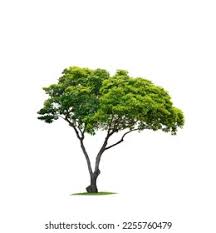 Image result for Mimusops