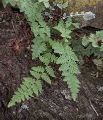 Image result for Cheilanthes