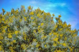 Image result for Acacia davyi