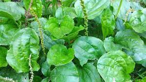 Manfaat daun gedi untuk asam urat. Daun Ki Urat Kiurat Atau Daun Sendok 500 Gram Herbal Lazada Indonesia