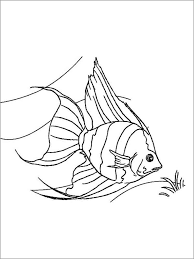 Download and print amazing angelfish coloring pages for free. Printable Angelfish Coloring Page Coloringbay