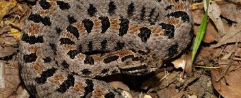 The small rattle can scarcely be heard more than 3 feet away. Western Pygmy Rattlesnake Missouri Department Of Conservation