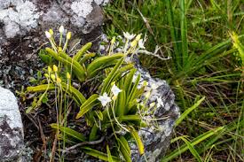 Image result for Hermannia quartiniana