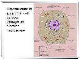 Here is an electron micrograph of an animal cell with the labels superimposed: Structure Of Plant And Animal Cells Under An