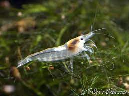 Snowball Shrimp Freshwater Aquarium Shrimp Freshwater Aquarium Fresh Water