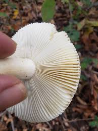 Image result for Russula perlactea