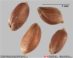 Image result for Cynodon dactylon