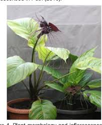 Growing wild in the tropical forests of the yunnan province, china, this gothic plant can reach a height of up 36 inches! Evaluation Of Growth Flowering And Seed Morphology Of Bat Flower Tacca Chantrieri Semantic Scholar