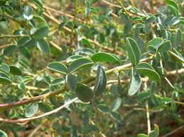 Image result for Adenocarpus mannii