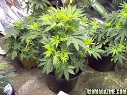 Résultat de recherche d'images pour "zinc burn in plants"