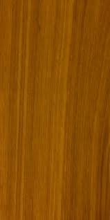 Image result for Androstachys